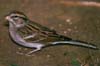 bf_birdchippingsparrow2.jpg